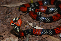 Micrurus altirostris