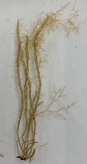 Asperococcus fistulosus