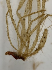 Asperococcus fistulosus
