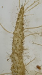 Asperococcus fistulosus
