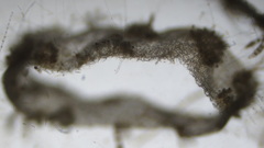 Asperococcus fistulosus