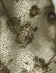 Asperococcus fistulosus