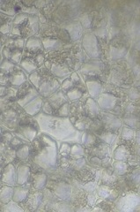 Asperococcus fistulosus