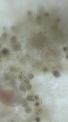 Asperococcus fistulosus