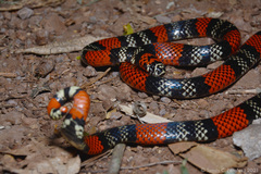 Micrurus altirostris
