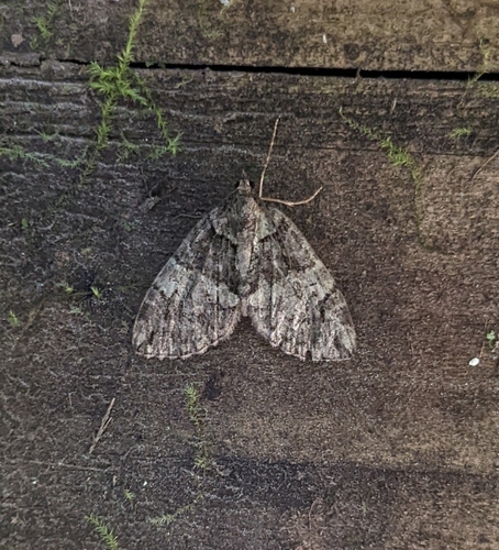 Renounced Hydriomena Moth photo 2