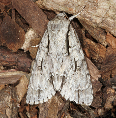 Acronicta lobeliae
