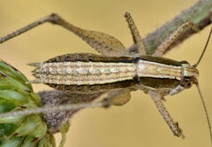 Yersinella beybienkoi