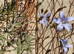 Prismatocarpus brevilobus