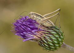 Yersinella beybienkoi