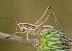 Yersinella beybienkoi