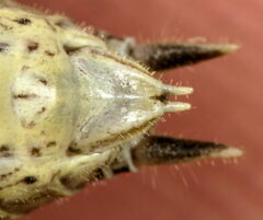 Yersinella beybienkoi