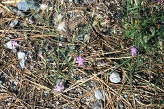 Stephanomeria lactucina