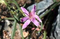 Stephanomeria lactucina