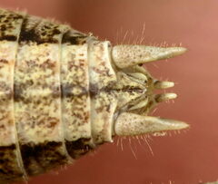 Yersinella beybienkoi