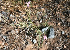 Stephanomeria lactucina