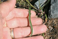 Stephanomeria lactucina
