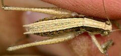 Yersinella beybienkoi