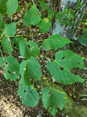 Tilia americana americana