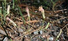 Stephanomeria lactucina