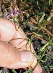 Stephanomeria lactucina