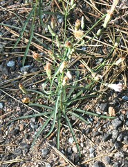 Stephanomeria lactucina