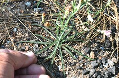 Stephanomeria lactucina