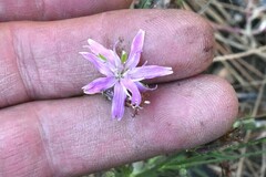 Stephanomeria lactucina