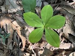 Isotria verticillata