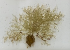 Melanothamnus