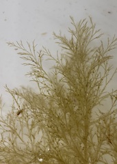Melanothamnus