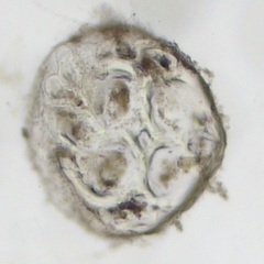 Melanothamnus
