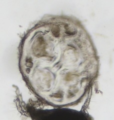 Melanothamnus