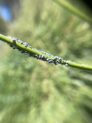 Braggia longicauda