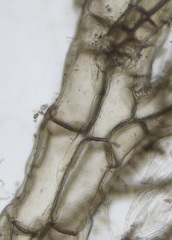 Melanothamnus