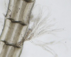 Melanothamnus