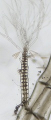 Melanothamnus