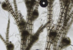 Melanothamnus