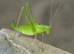 Leptophyes laticauda