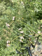 Braggia longicauda