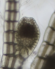 Melanothamnus