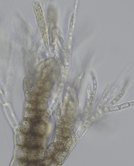 Melanothamnus