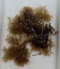 Vertebrata fucoides