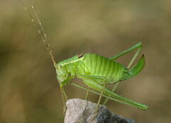 Leptophyes laticauda