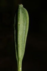 Isotria verticillata