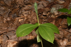 Isotria verticillata