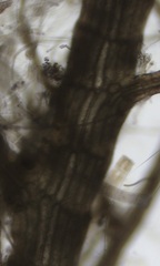 Vertebrata fucoides
