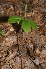 Isotria verticillata