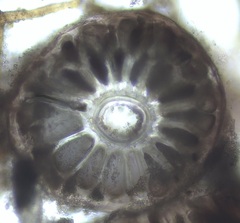 Vertebrata fucoides