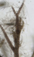Vertebrata fucoides